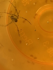 Parasteatoda tepidariorum