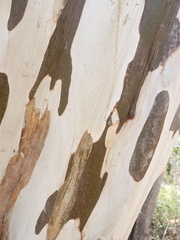 Libidibia sclerocarpa