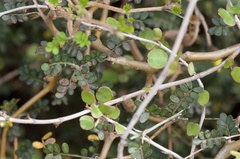 Muehlenbeckia complexa