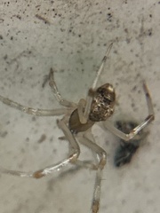 Parasteatoda tepidariorum