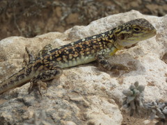 Painted Dragon photo 1