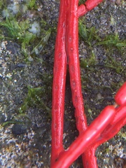 Leptogorgia chilensis