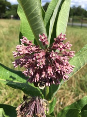 Asclepias syriaca — photo 2