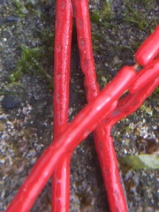 Leptogorgia chilensis