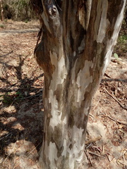 Libidibia sclerocarpa