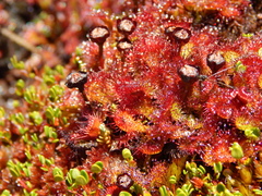 Drosera uniflora