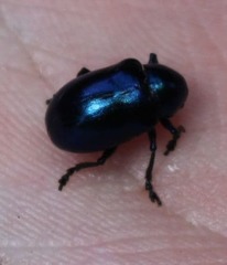 Chrysochus asclepiadeus
