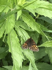 Melitaea