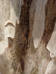 Libidibia sclerocarpa