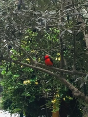 Pyrocephalus rubinus