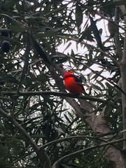 Pyrocephalus rubinus