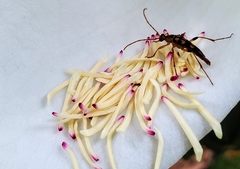 Strangalia