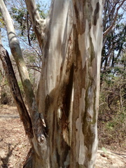 Libidibia sclerocarpa