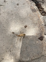 Centrodera