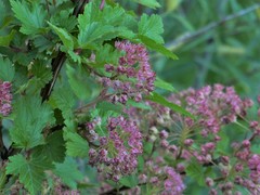 Physocarpus monogynus