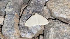 Parabapta clarissa