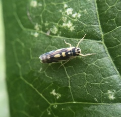 Eupteryx urticae