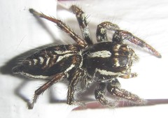 Hyllus argyrotoxus
