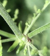 Heterotoma planicornis