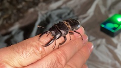 Serrognathus consentaneus