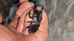 Serrognathus consentaneus