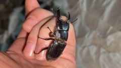 Serrognathus consentaneus