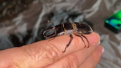 Serrognathus consentaneus