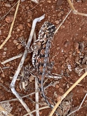Agama aculeata aculeata