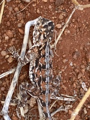 Agama aculeata aculeata