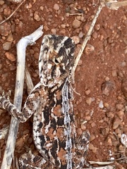 Agama aculeata aculeata