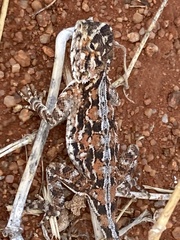 Agama aculeata aculeata