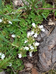Teucrium pyrenaicum guarensis