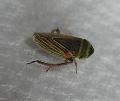 Insecta