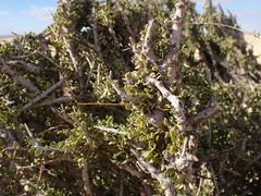 Boscia foetida