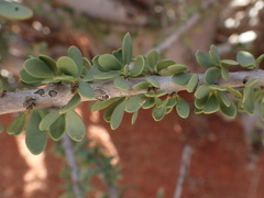 Boscia foetida