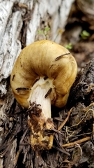 Cortinarius pinguis
