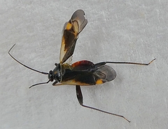 Insecta