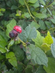 Cordia lima