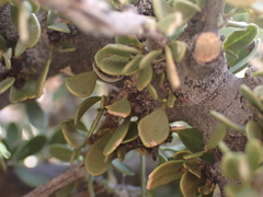 Boscia foetida