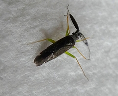 Heterotoma planicornis