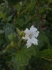Cordia lima