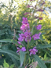 Chamaenerion angustifolium