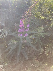 Chamaenerion angustifolium