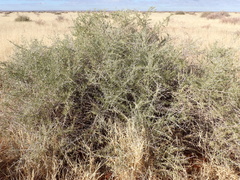 Phaeoptilum spinosum