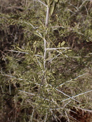 Phaeoptilum spinosum
