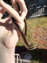 Ophisaurus ventralis image