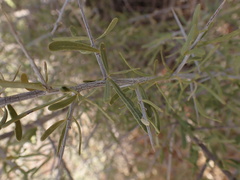 Phaeoptilum spinosum