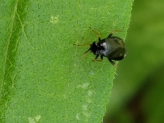 Slaterocoris