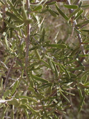 Phaeoptilum spinosum