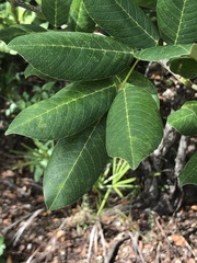 Millettieae